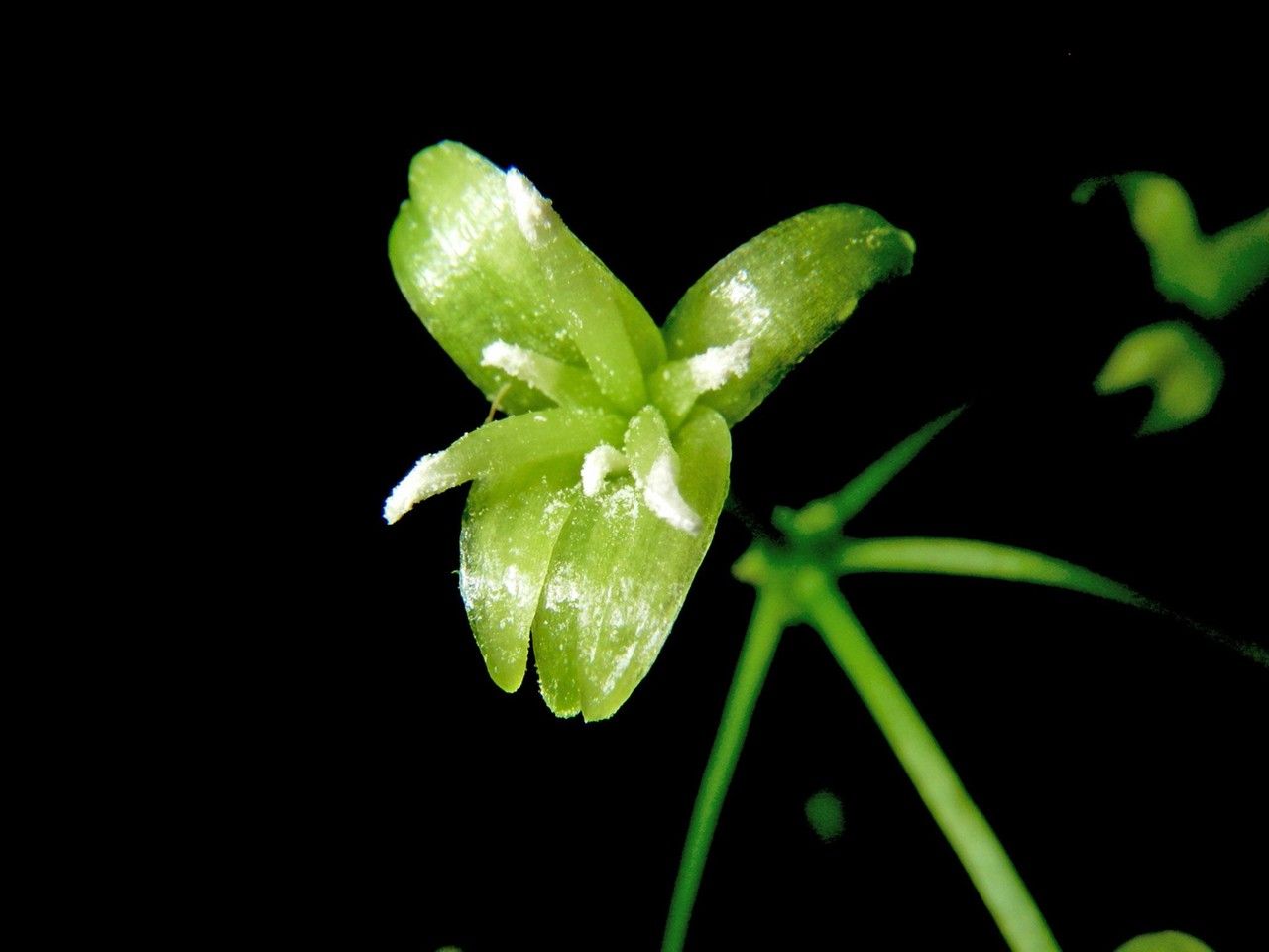 Smilax officinalis fruit