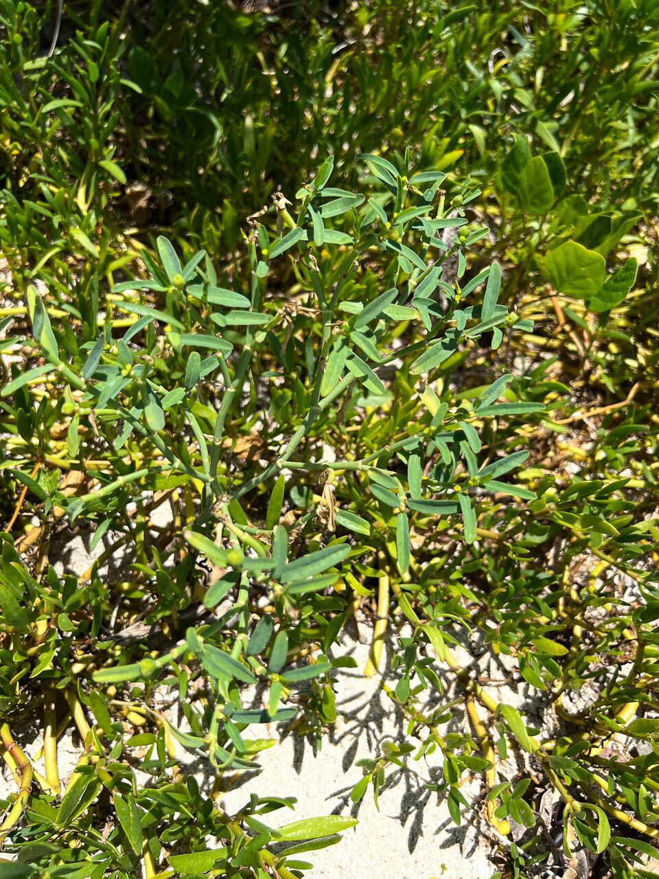 Euphorbia tannensis [spp tannensis] habit