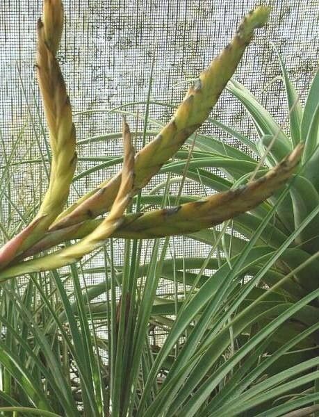 Tillandsia botterii — houseplant care guide