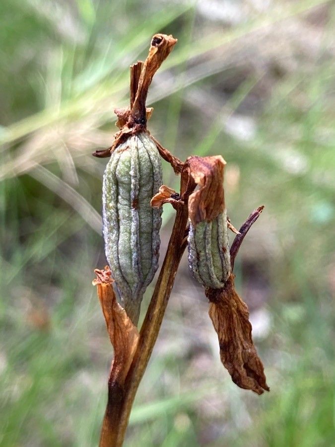 Limodorum abortivum fruit