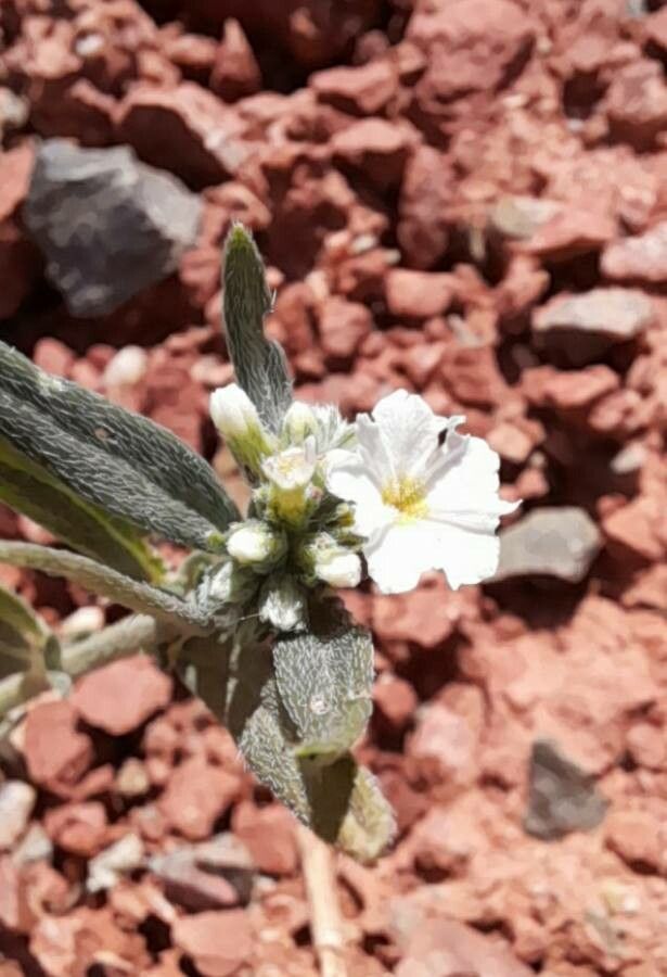 Heliotropium mendocinum flower