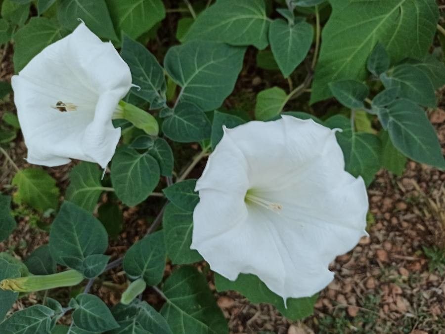 Datura inoxia flower