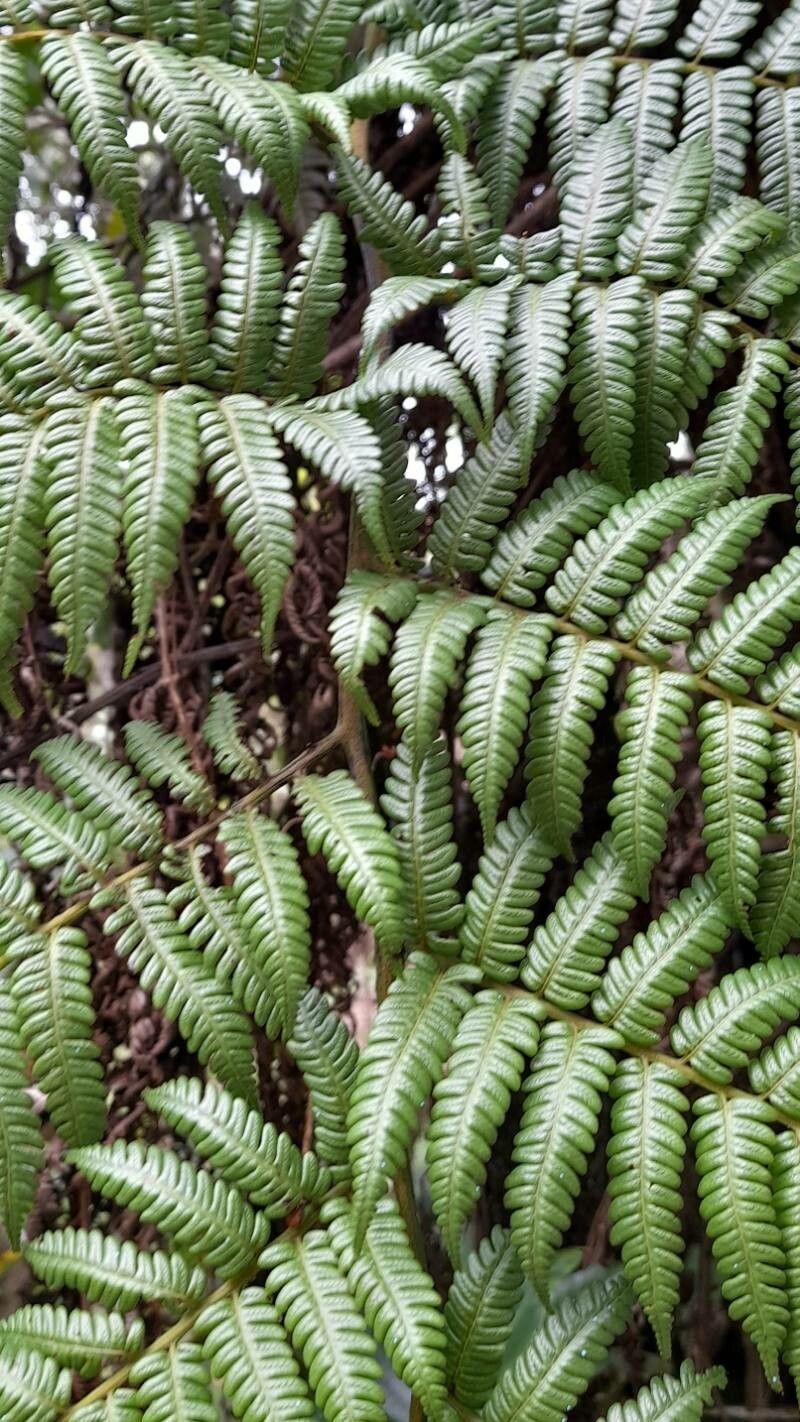 Alsophila fulgens leaf