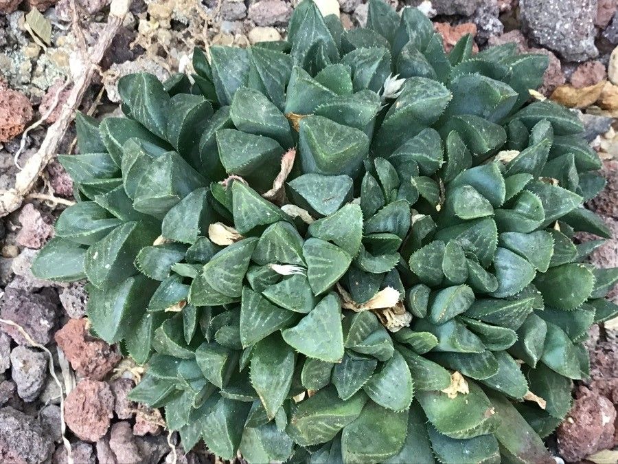 Haworthia mutica