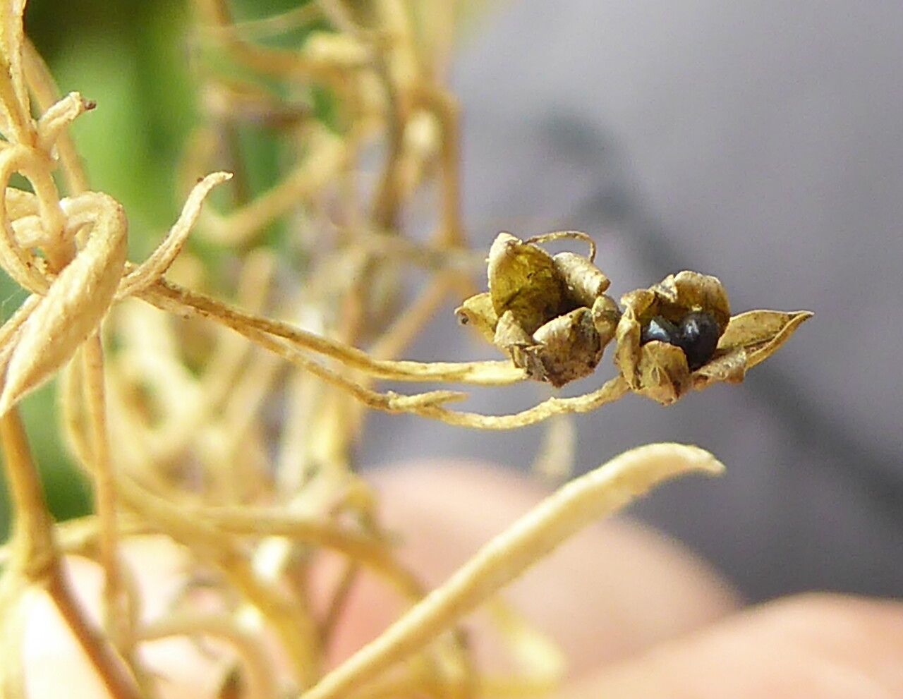 Moehringia muscosa fruit