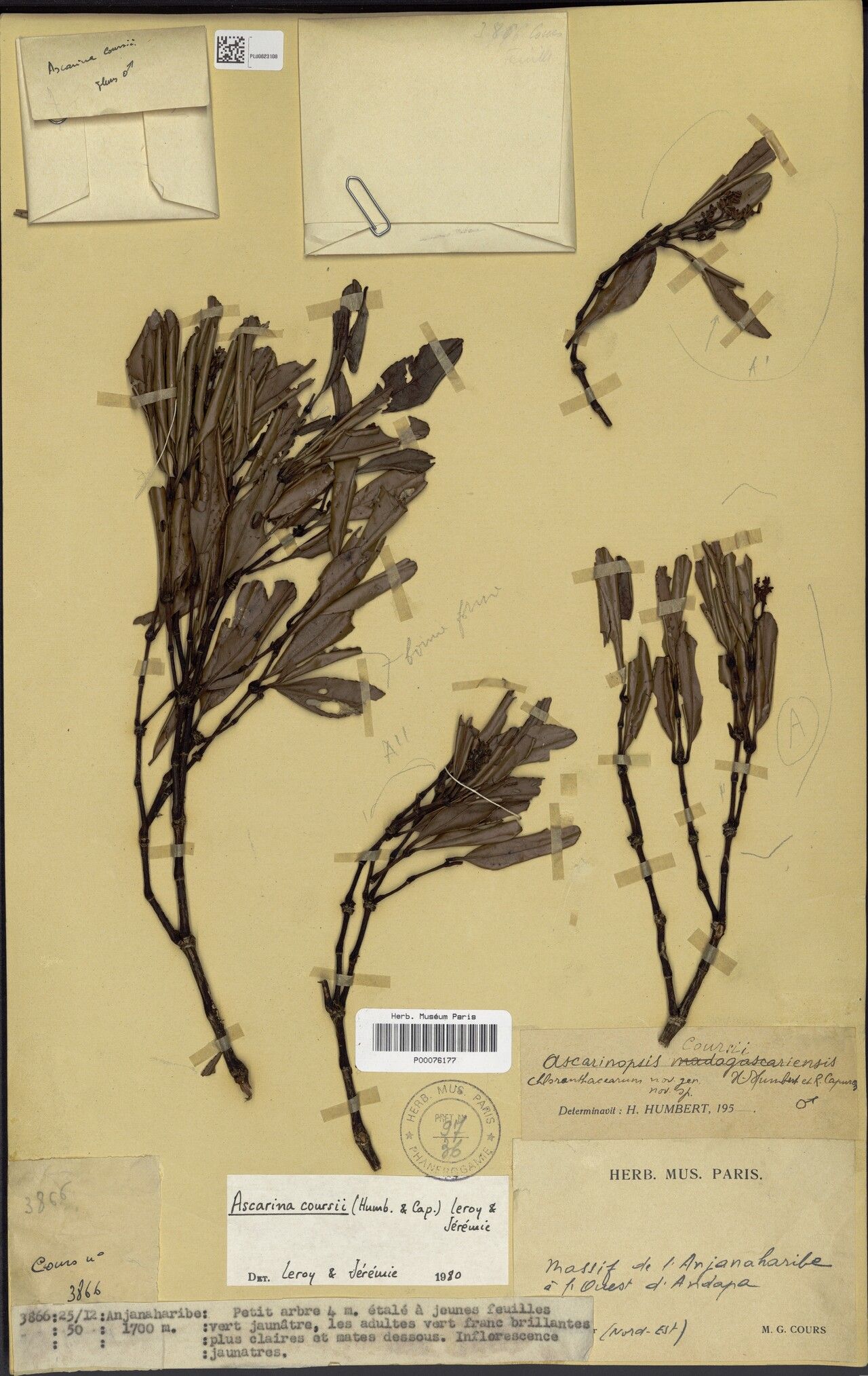 Ascarina coursii — related species from the same genus