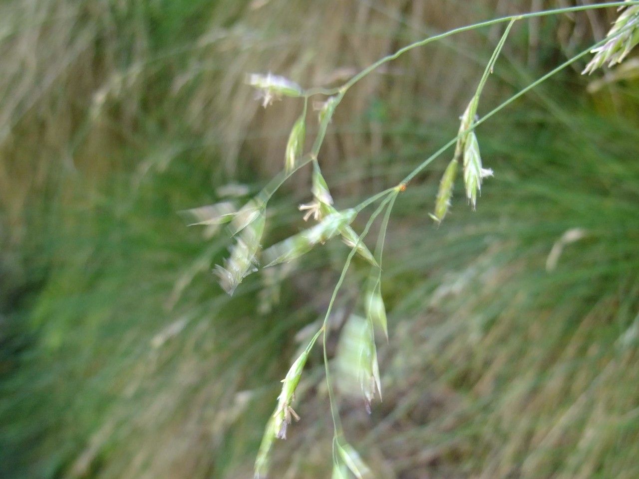 Festuca varia fruit