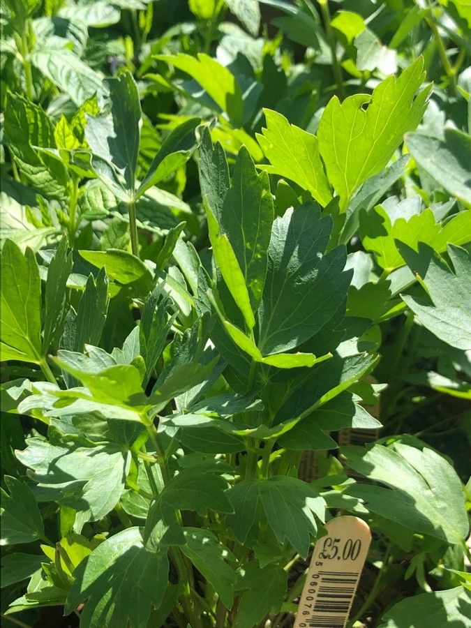 Levisticum officinale leaf