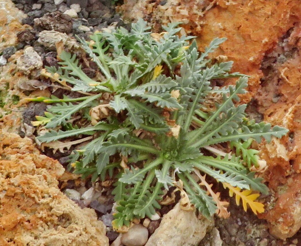 Chorispora macropoda habit
