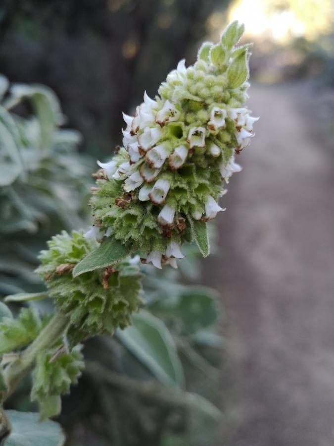 Sideritis macrostachya flower