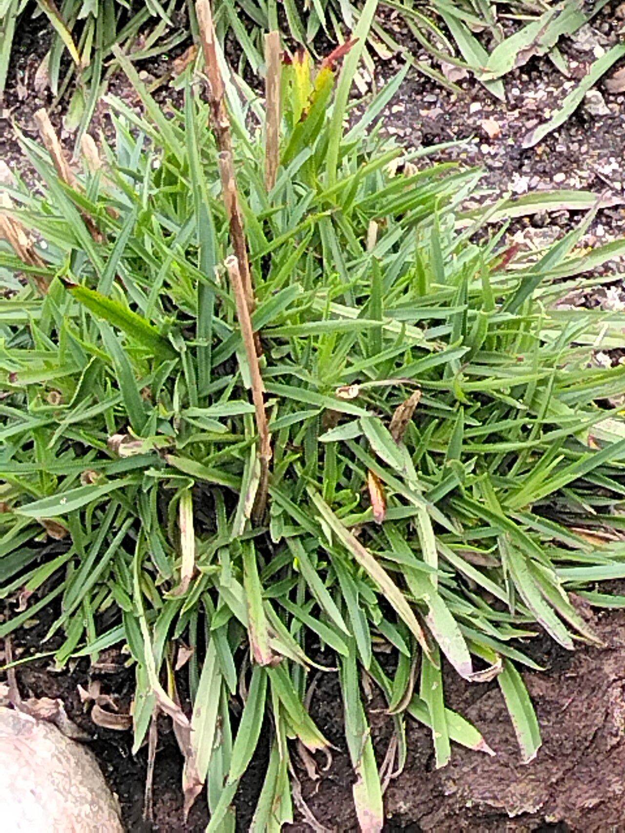 Silene chungtienensis — houseplant care guide