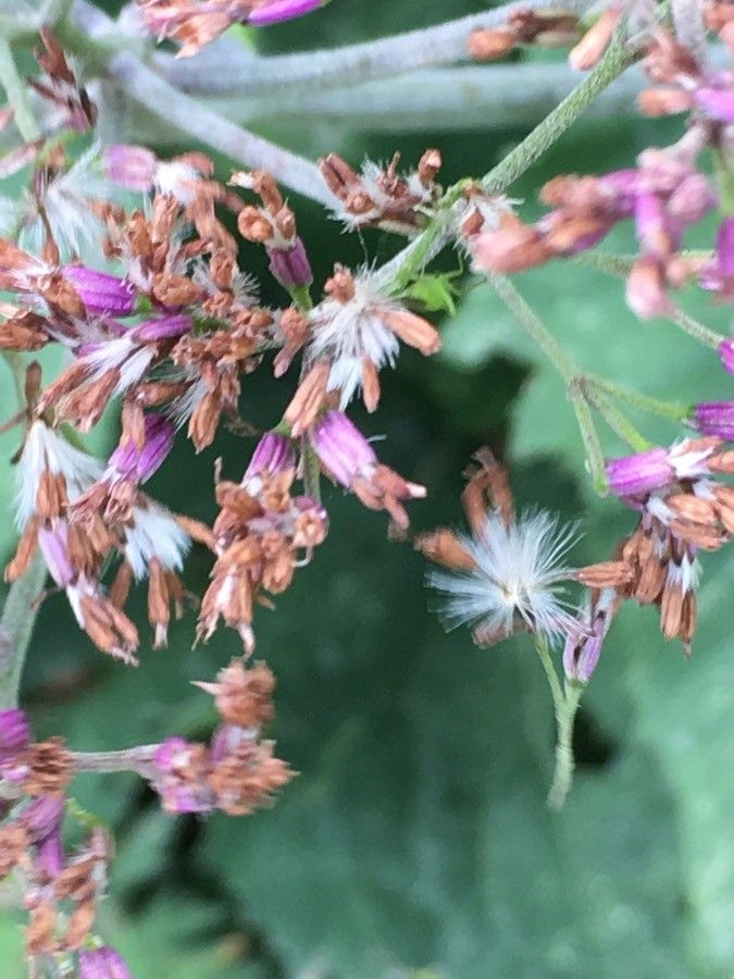 Adenostyles alliariae fruit