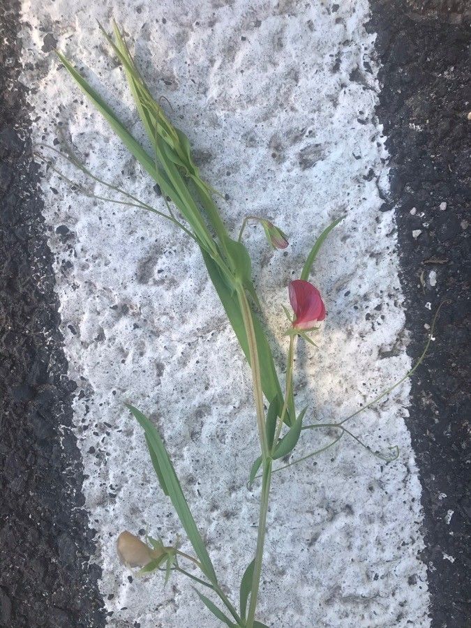 Lathyrus bauhinii habit