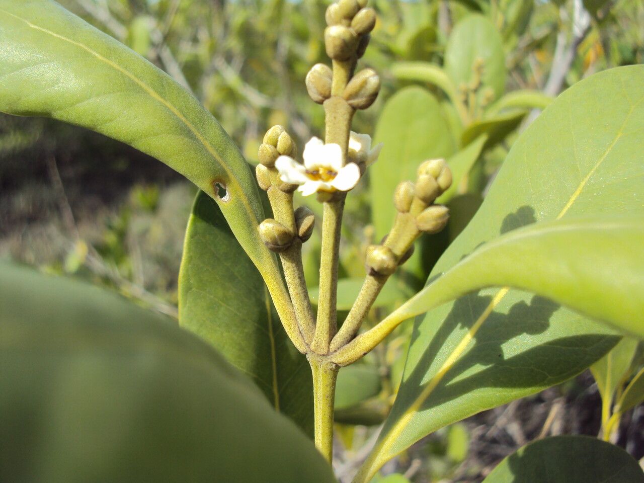 Avicennia schaueriana flower