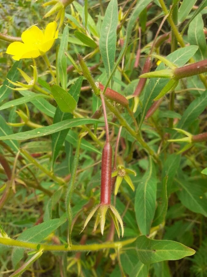 Ludwigia grandiflora fruit
