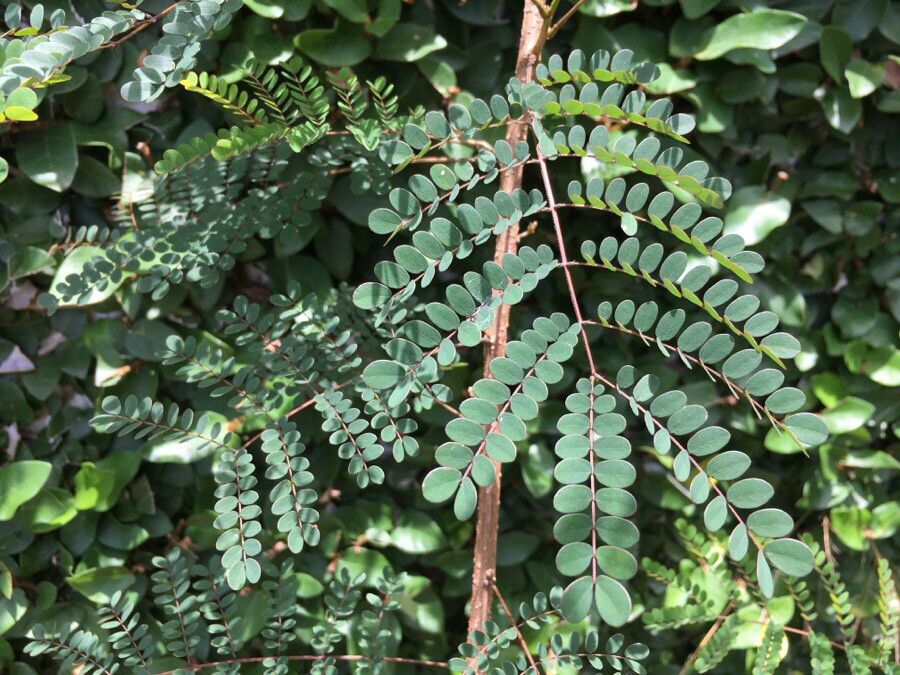 Albizia guillainii leaf