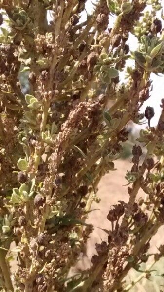 Verbascum sinuatum fruit