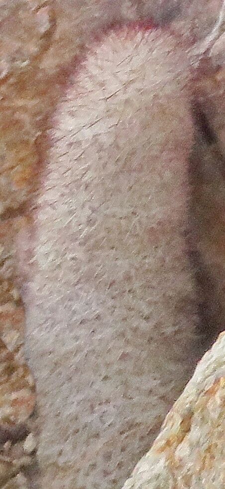 Cochemiea albicans — related species from the same genus