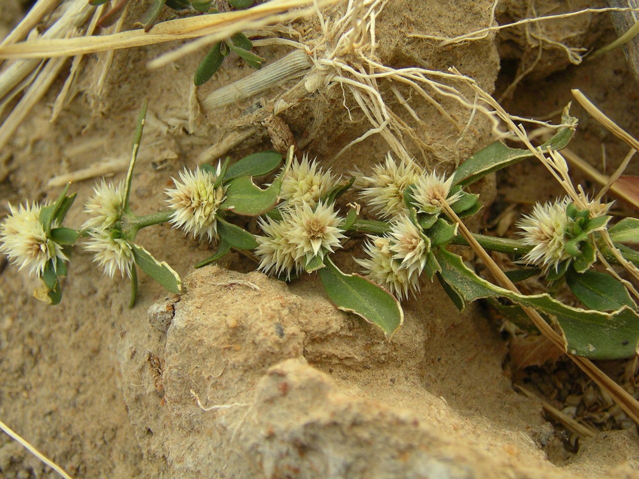 Alternanthera nodiflora habit