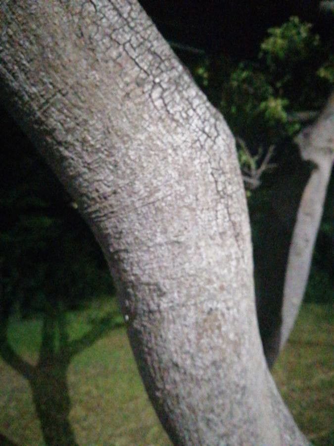 Albizia carbonaria bark