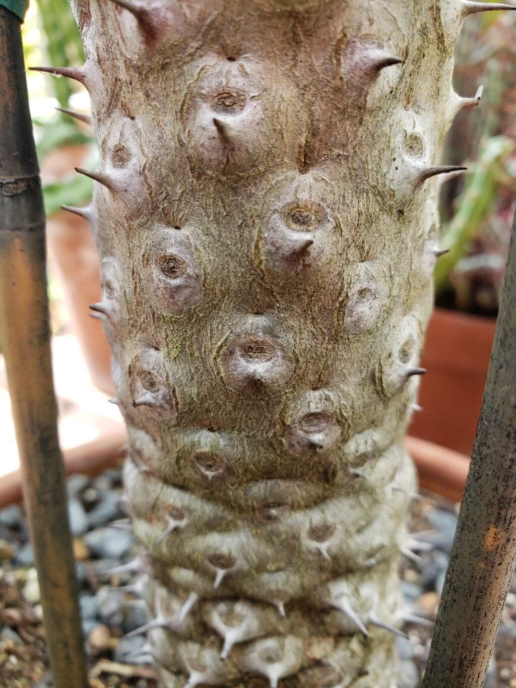 Euphorbia venefica bark