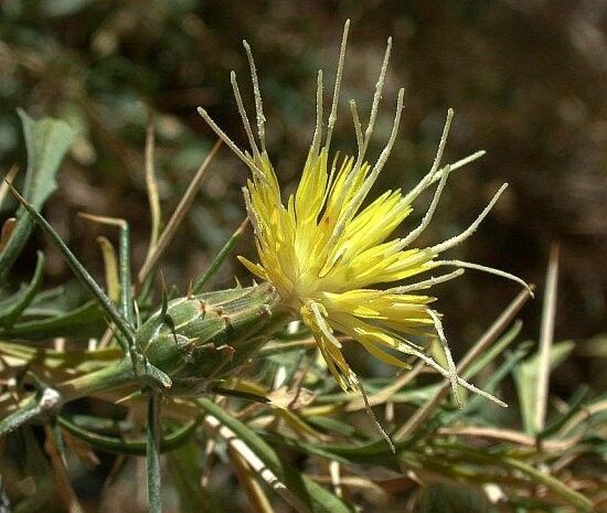 Carthamus fruticosus flower