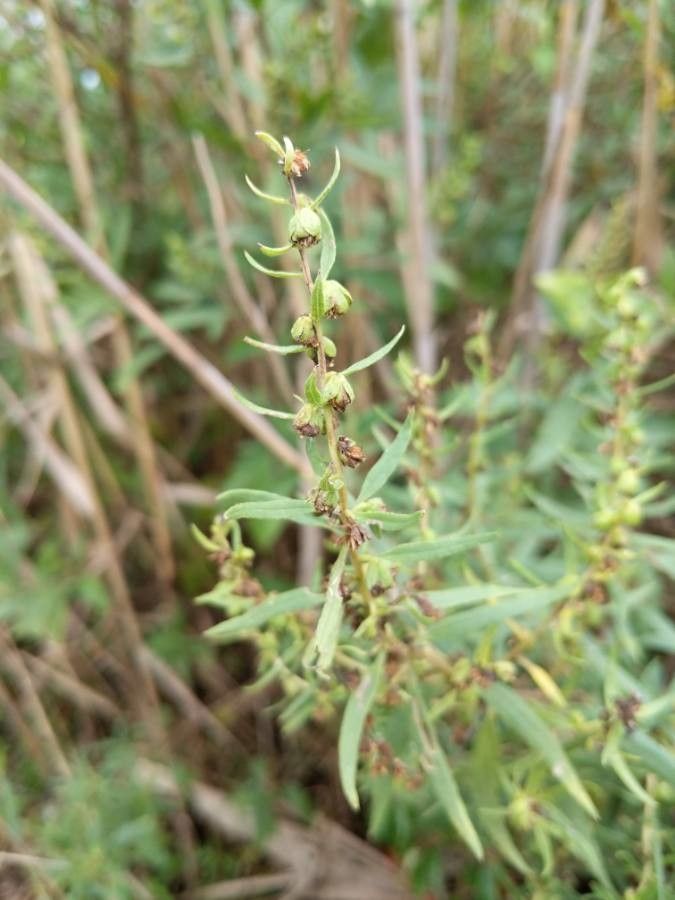 Iva frutescens fruit