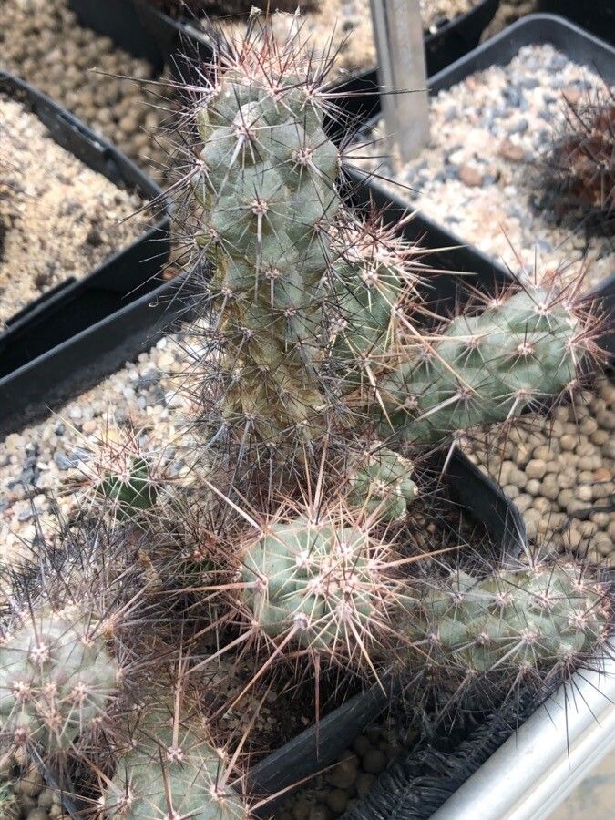 Echinocereus brandegeei — search result for 'Echinocereus'