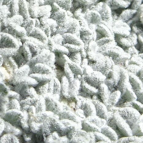 Belloa schultzii — houseplant care guide