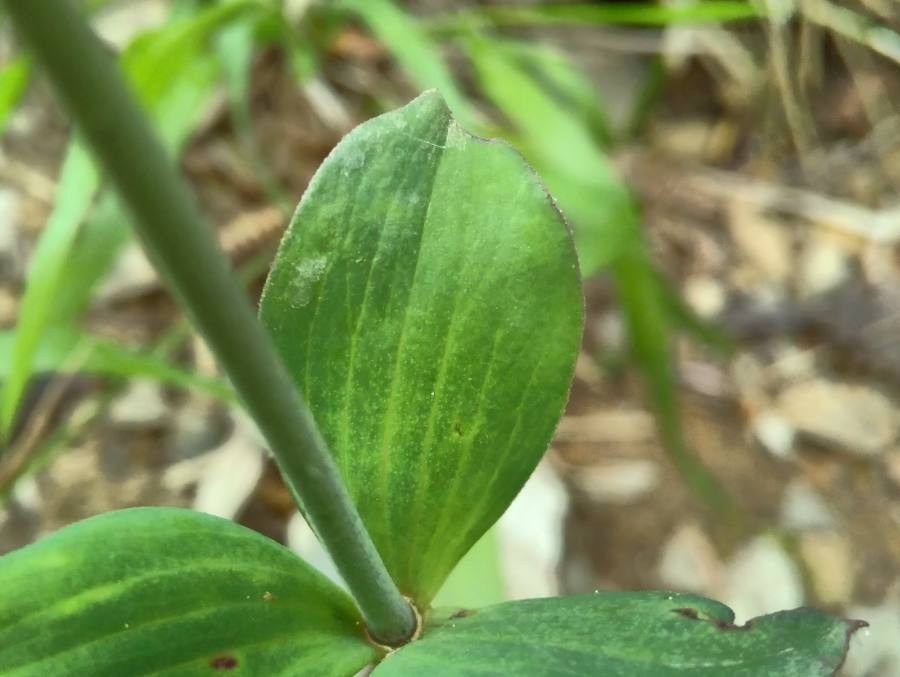 Tulipa hageri — search result for 'Liliaceae'