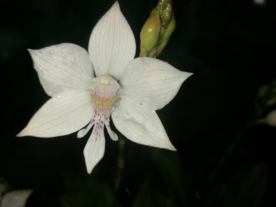 Caularthron bicornutum — houseplant care guide