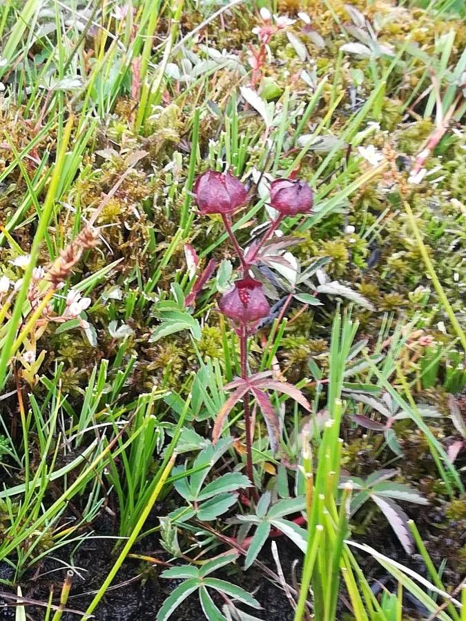 Comarum palustre flower