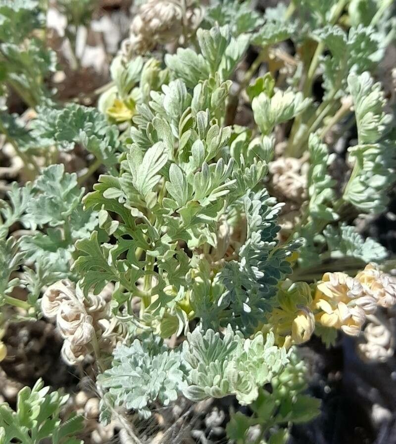 Artemisia magellanica — search result for 'Artemisia'