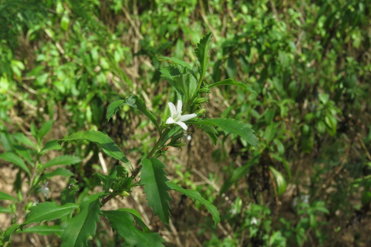Capraria biflora flower
