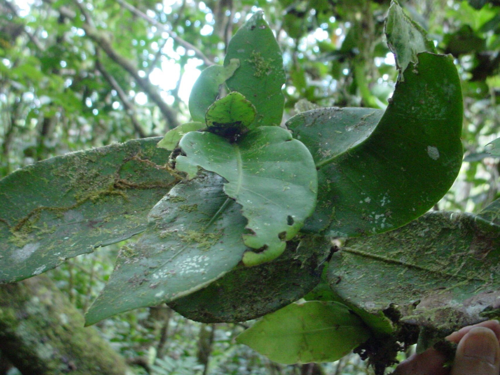 Ixora comptonii — houseplant care guide