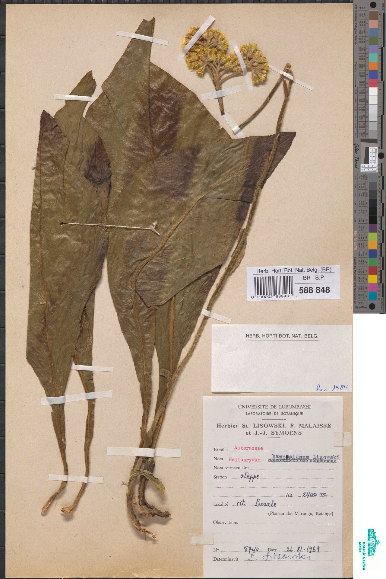 Helichrysum bampsianum — search result for 'Helichrysum'