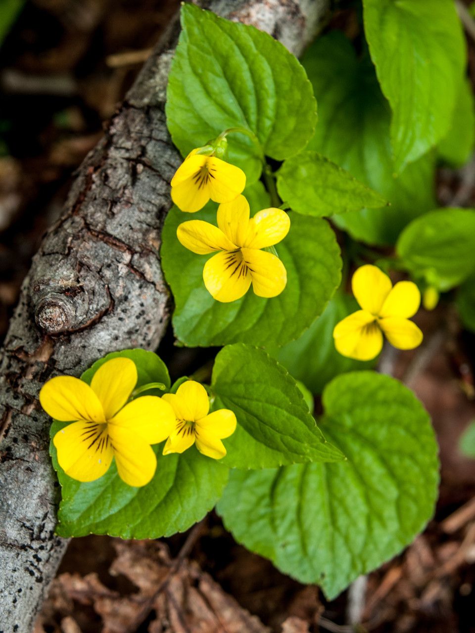 Viola Glabella leaf