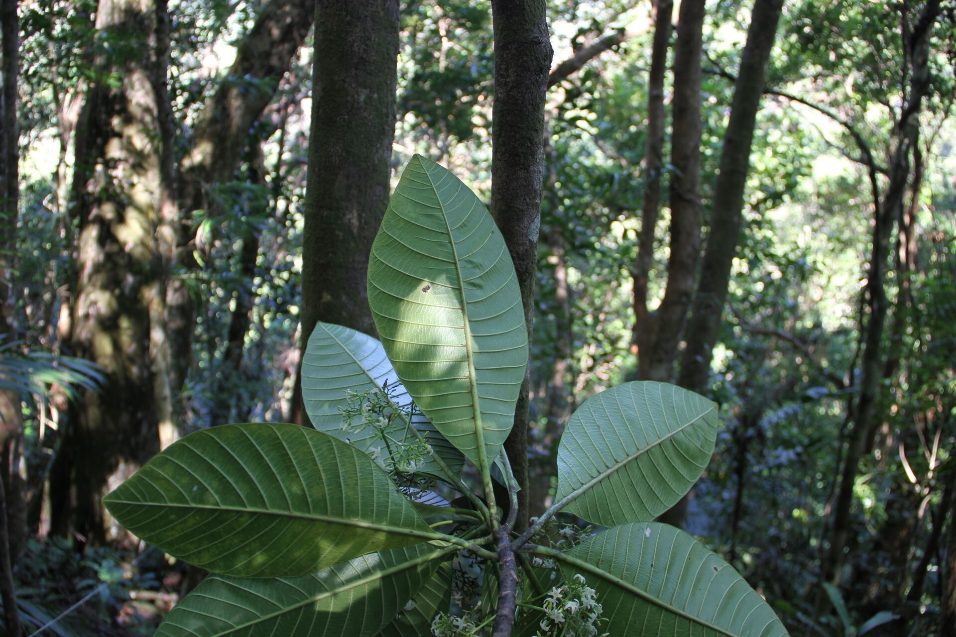 Alstonia costata leaf