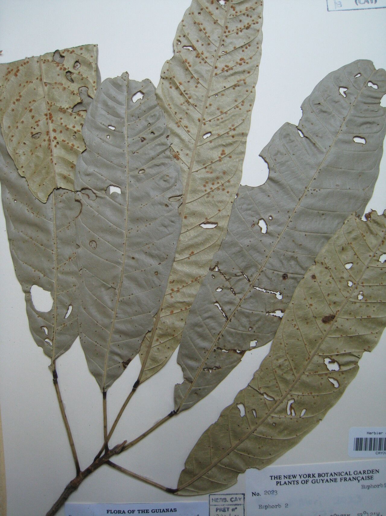 Catostemma commune — related species from the same genus