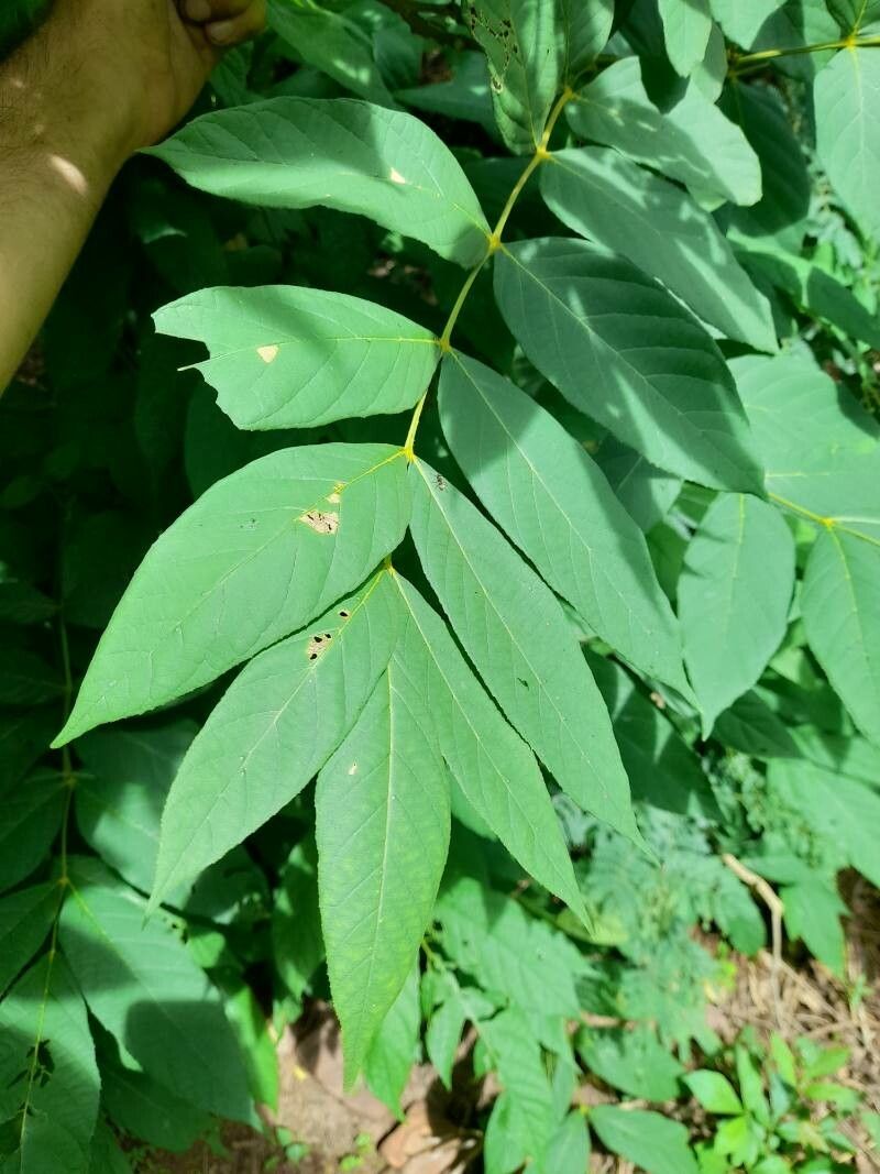 Markhamia tomentosa — related species from the same genus