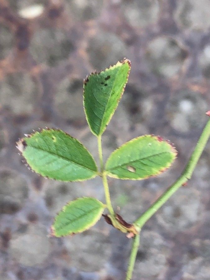 Rosa × nitidula — search result for 'Rosa'