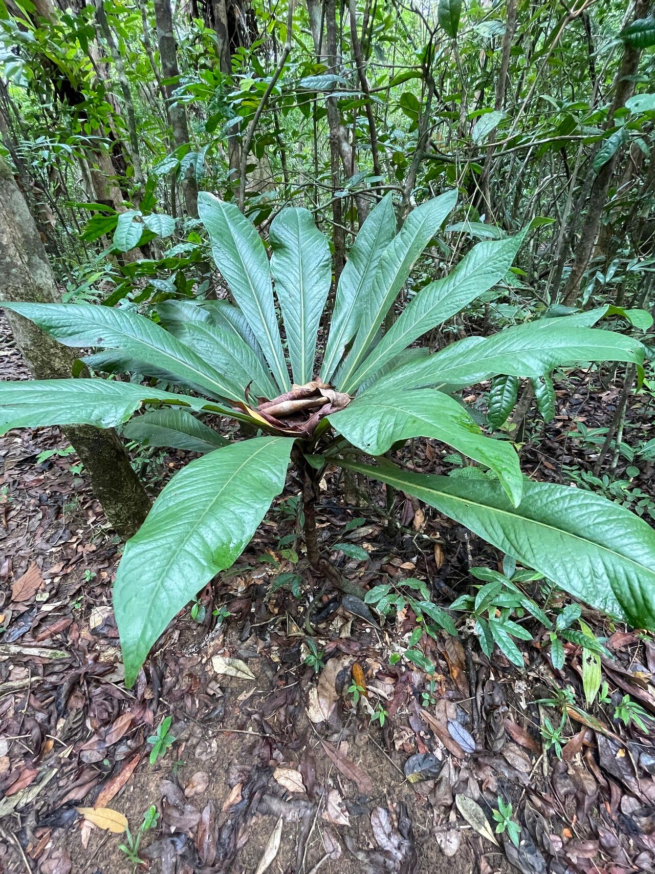 Mammea zeereae — search result for 'Mammea'