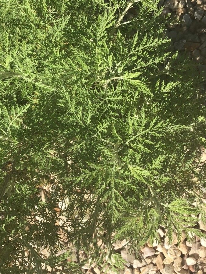 Artemisia afra