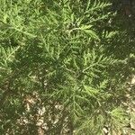 Artemisia afra