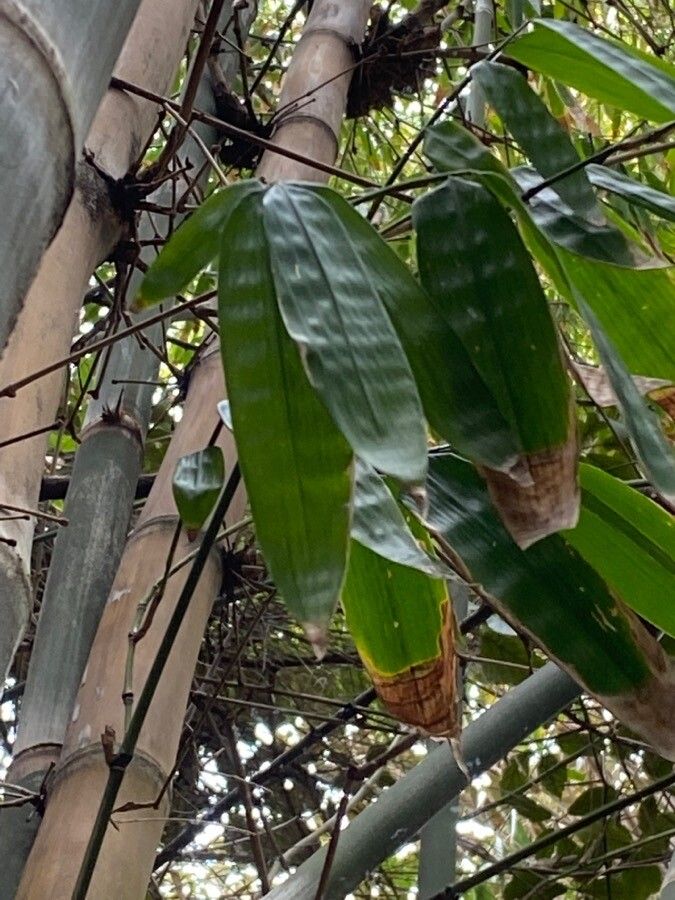 Dendrocalamus asper — search result for 'Ghana'