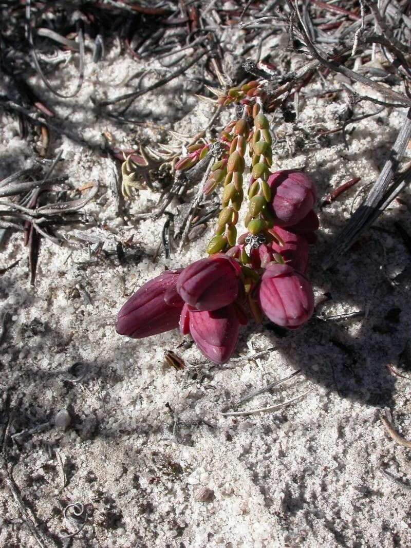 Darwinia speciosa — houseplant care guide