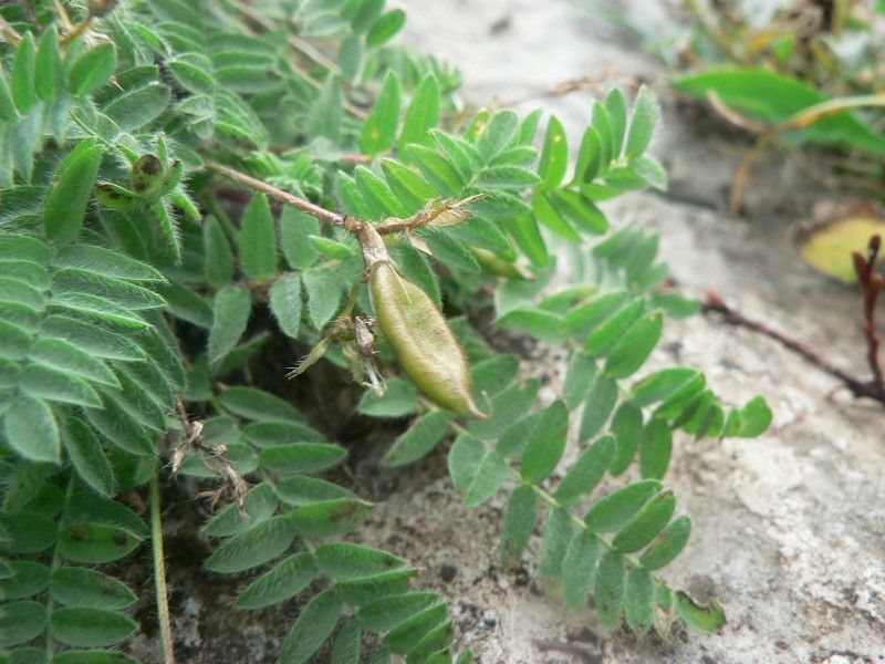 Oxytropis neglecta fruit