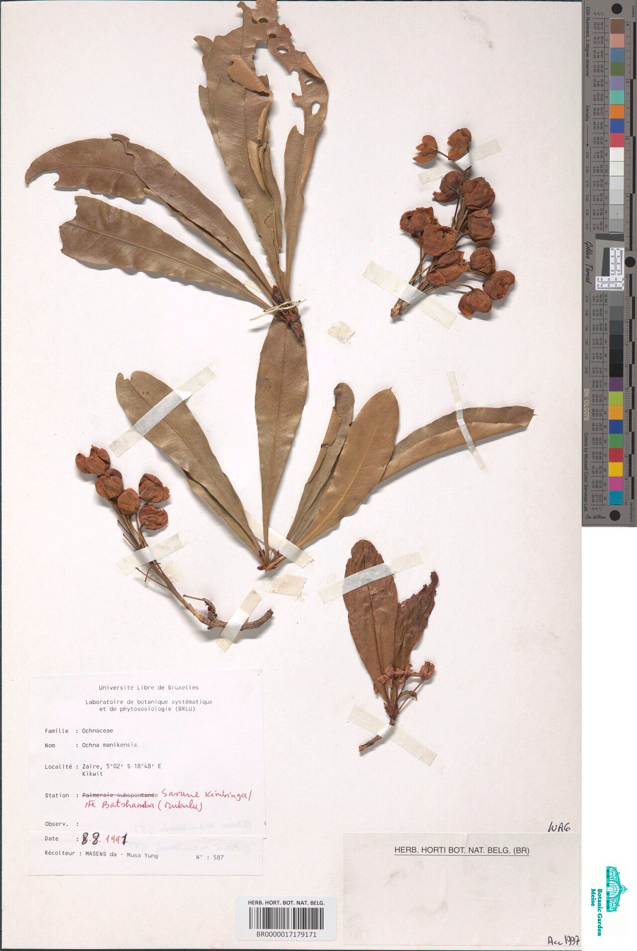 Ochna manikensis — houseplant care guide