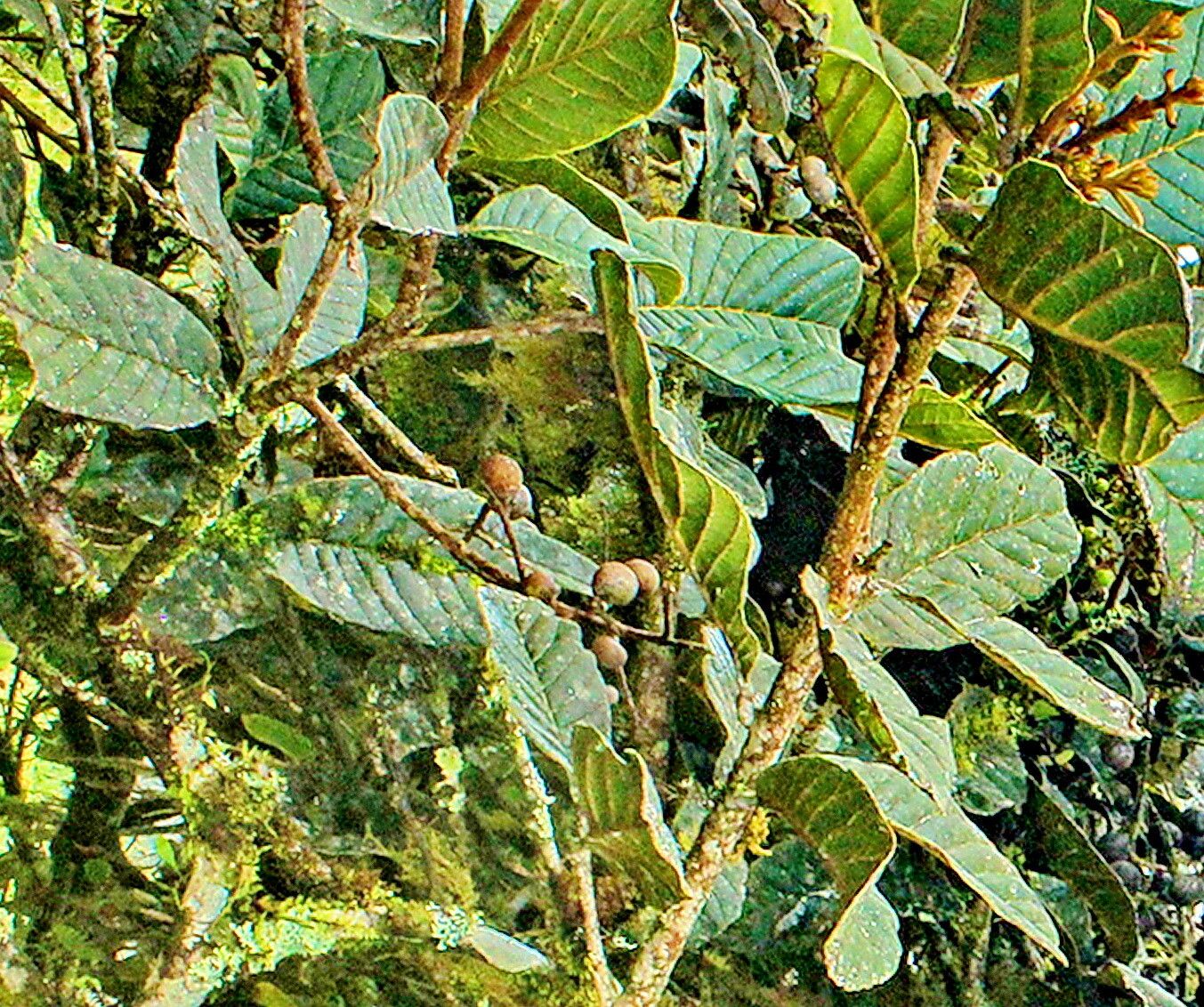 Meliosma frondosa — houseplant care guide