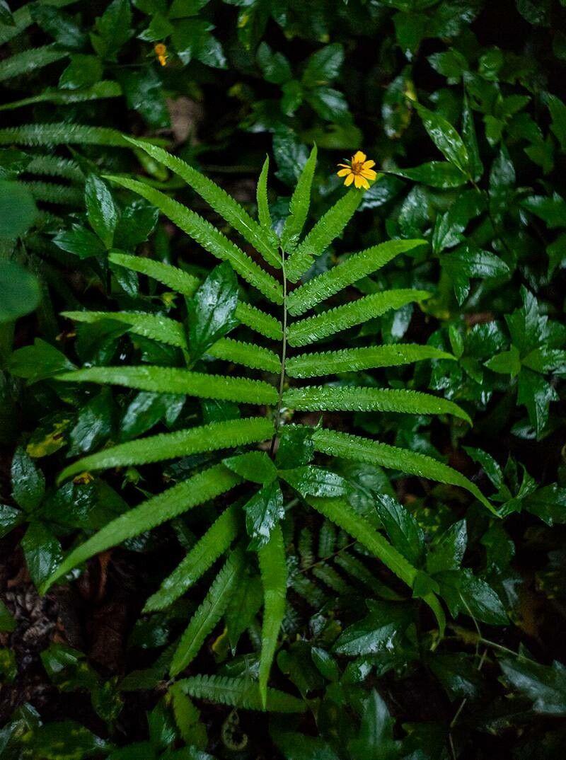 Thelypteris unita — search result for 'Thelypteris'